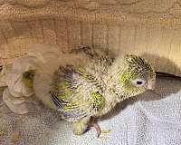 quaker-parrots-for-sale
