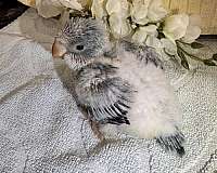 quaker-parrots-for-sale-in-summerville-sc