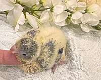 bird-for-sale-in-summerville-sc