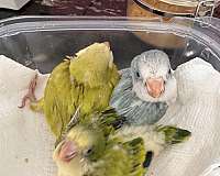 baby-bird