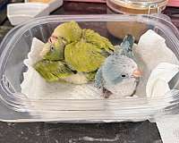 baby-quaker-parrots-for-sale