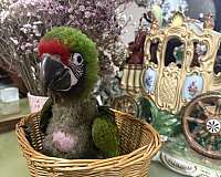 military-macaw-for-sale-in-plantation-fl