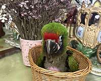 macaw-for-sale-in-plantation-fl