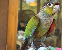 conure-crimson-bellied-conure-for-sale-in-northfield-mn