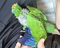 bird-for-sale-in-ohio