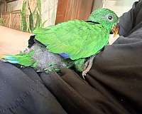 solomon-island-eclectus-parrots-for-sale