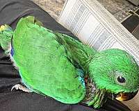 solomon-island-eclectus-parrots-for-sale-in-ohio