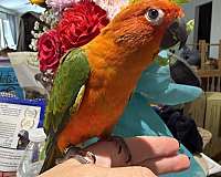 sun-conure-for-sale