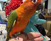 sun-conure-for-sale-in-layton-ut