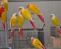 sun-conure-for-sale