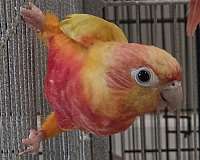 sun-conure-for-sale-in-minneapolis-mn