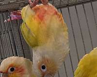 mixed-bird-for-sale