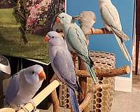 ringneck-parakeet-for-sale-in-fort-white