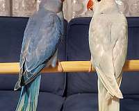 ringneck-parakeet-for-sale-in-fl