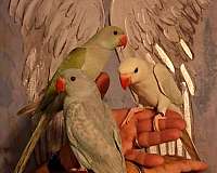 albino-bird-for-sale-in-fort-white