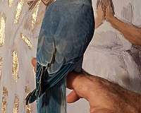 albino-bird-for-sale-in-fl