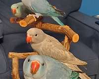 blue-bird-for-sale-in-fort-white