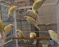 half-moon-conure-for-sale-in-minneapolis-mn