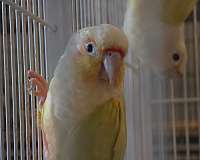 small-half-moon-conure-for-sale