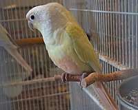 mixed-half-moon-conure-for-sale