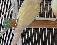 green-companion-rare-bird-for-sale