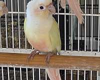 peach-companion-rare-bird-for-sale