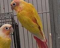 sun-conure-for-sale