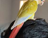 medium-bird-for-sale