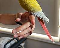 young-bird