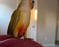 young-sun-conure-for-sale
