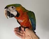hyacinth-macaw-for-sale