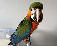 baby-bird