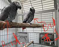 adult-bird-for-sale-in-evanston-il