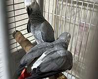 grey-bird-for-sale-in-evanston-il