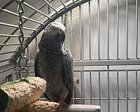 large-bird-for-sale-in-evanston-il