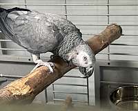 bonded-pair-tame-bird-for-sale-in-evanston-il