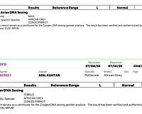 male-female-bird-for-sale-in-evanston-il