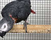 mature-bird-for-sale-in-oklahoma-city-ok