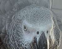 african-grey-parrot-for-sale