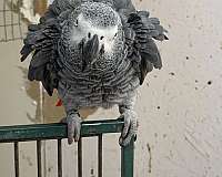 bird-for-sale-in-oklahoma-city-ok