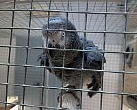 african-grey-parrot-for-sale-in-oklahoma-city-ok