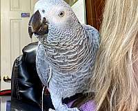 african-grey-parrot-for-sale