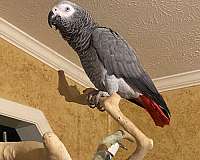 grey-african-grey-parrot-for-sale