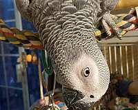 grey-bird-for-sale