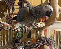 medium-bird-for-sale