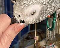 medium-grey-bird-for-sale