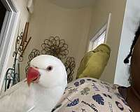 blue-white-bird-for-sale-in-douglasville-ga