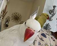 ringneck-parakeet-for-sale-in-douglasville-ga