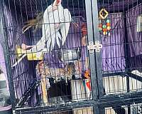 exotic-bird-for-sale-in-douglasville-ga