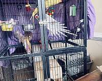 medium-bird-for-sale-in-douglasville-ga